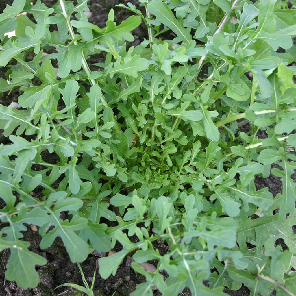 Garden Rocket - Eruca vesicaria Esmée