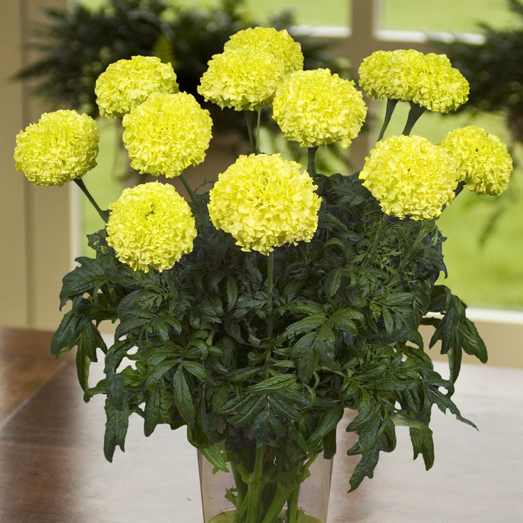 African Marigold Nosento Limegreen seeds - Tagetes erecta