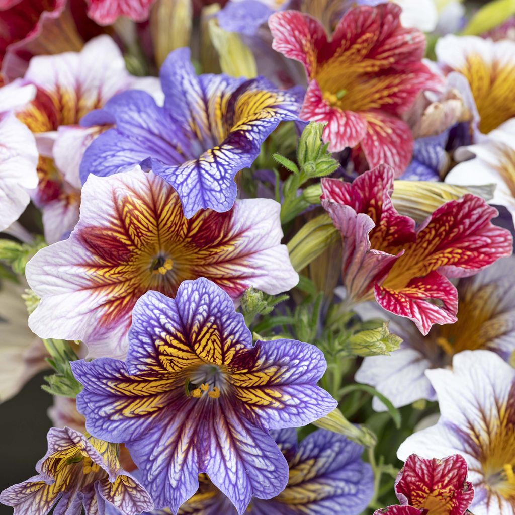Salpiglossis sinuata Tora Staring Eyes - Painted Tongue, Trompettes de velours