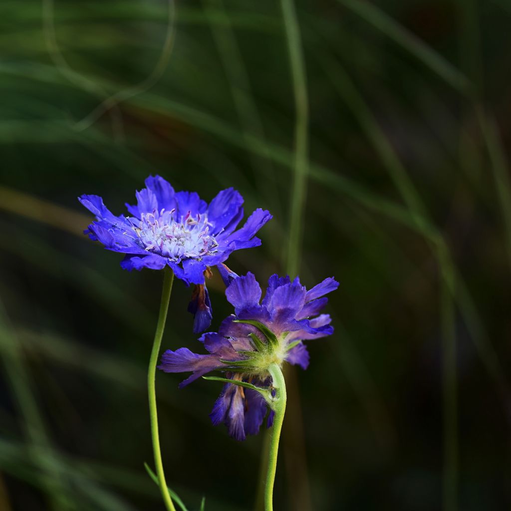 Scabiosa caucasica Fama® Deep Blue - Lomélosie du Caucase Fama bleu foncé, Scabieuse du Caucause Fama bleu foncé