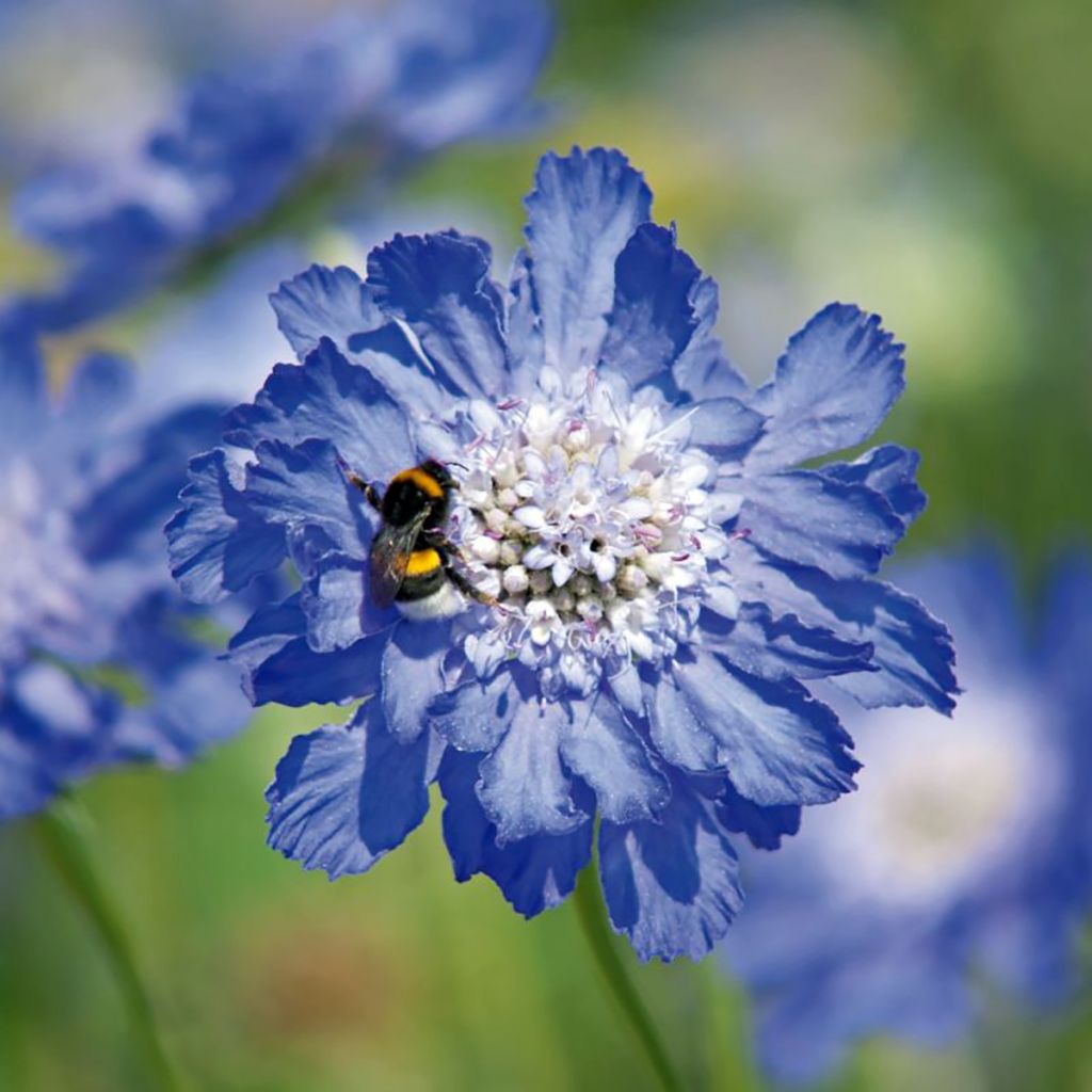 Scabiosa caucasica Fama® Deep Blue - Lomélosie du Caucase Fama bleu foncé, Scabieuse du Caucause Fama bleu foncé