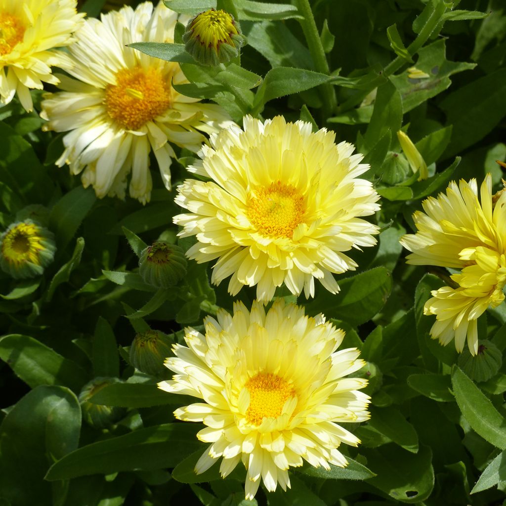 Calendula officinalis Double Lemon seeds - Pot marigold