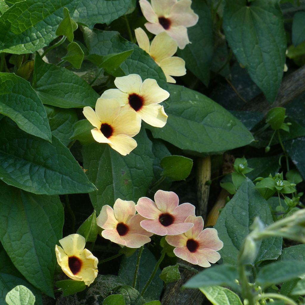 Black-eyed Susan Peach Eye seeds - Thunbergia alata