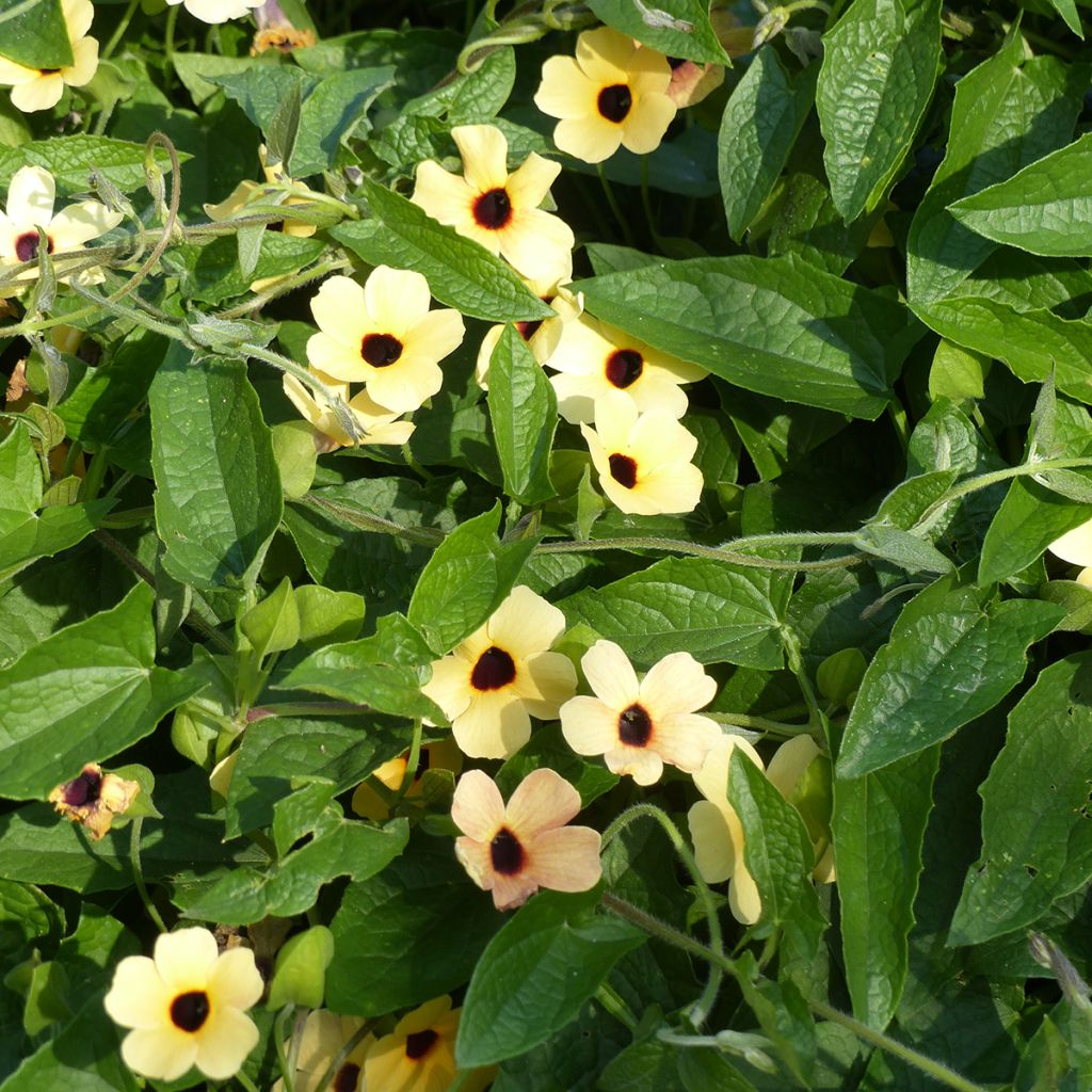 Black-eyed Susan Peach Eye seeds - Thunbergia alata