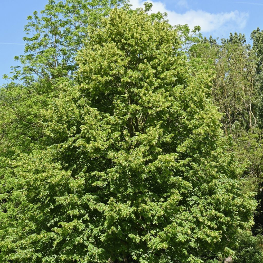 Tilia cordata seeds - Small-leaved lime