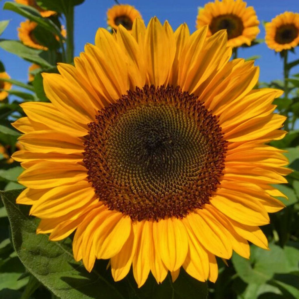 Sunflower Pro-Cut Orange Excel seeds - Helianthus annuus