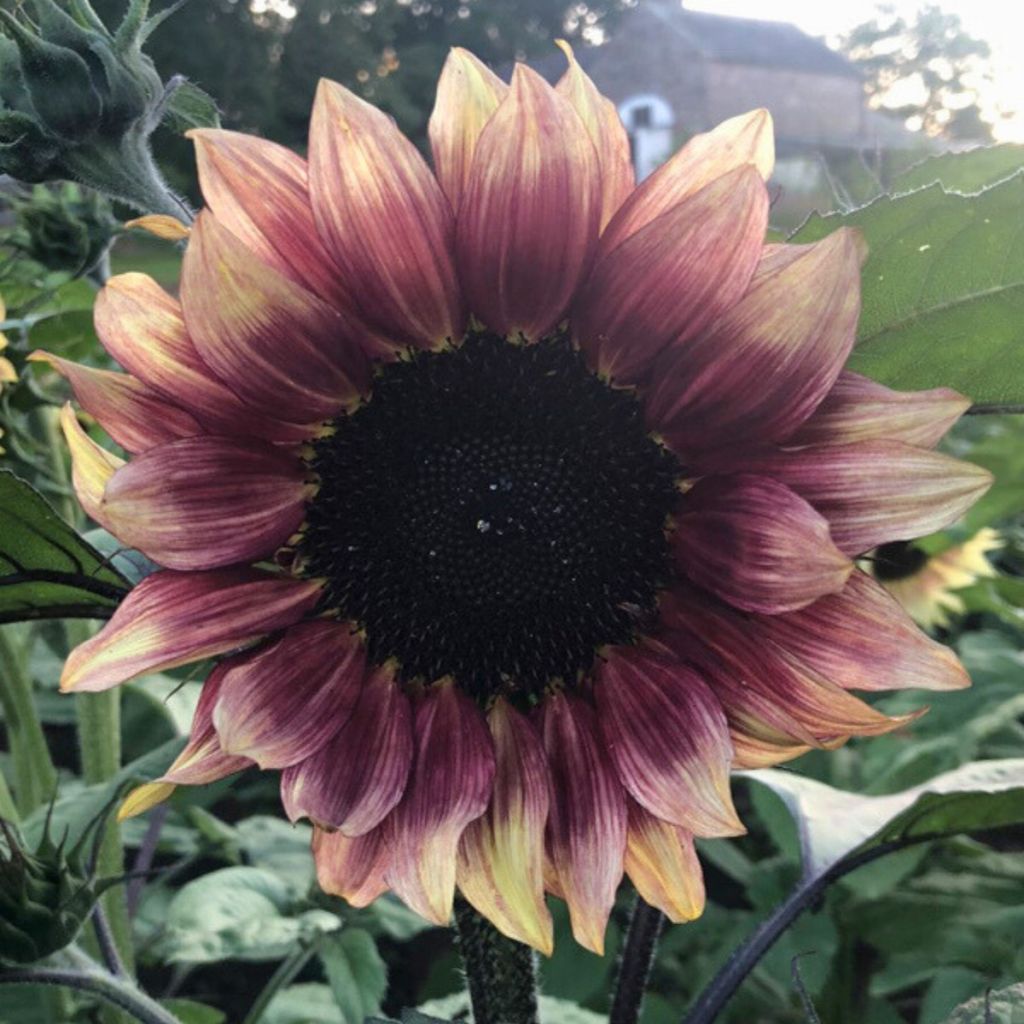 Sunflower Pro-Cut Plum seeds - Helianthus annuuse, Sunflower