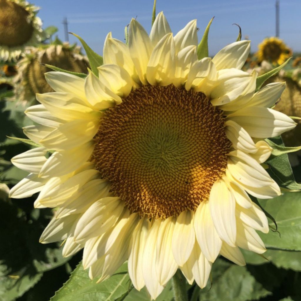 Sunflower Pro-Cut White Lite seeds - Helianthus annuus