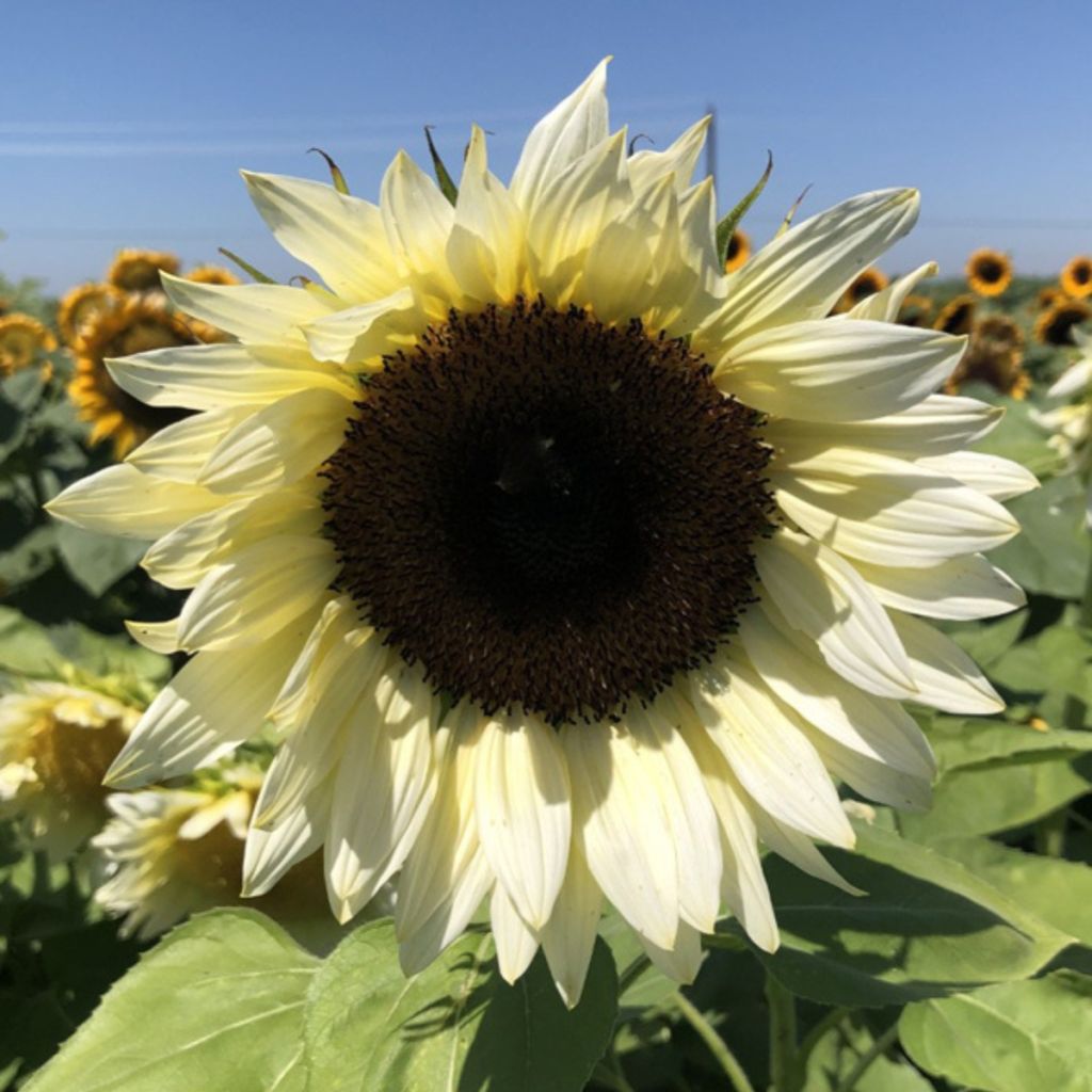 Sunflower Pro-Cut White Nite seeds - Helianthus annuus