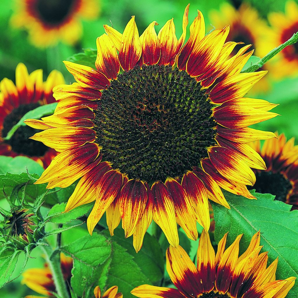 Sunflower Floristan seeds - Helianthus annuus