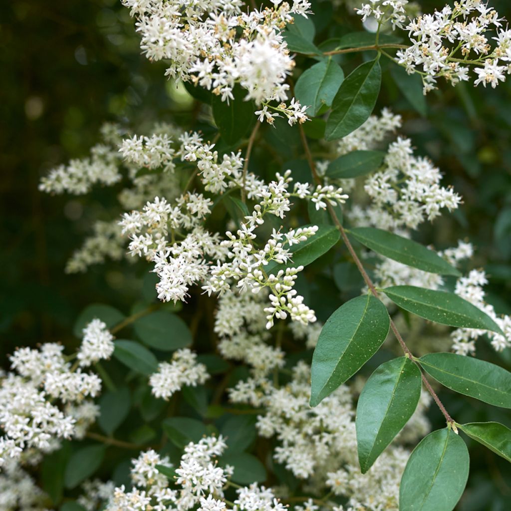 Common Privet seeds - Ligustrum vulgare