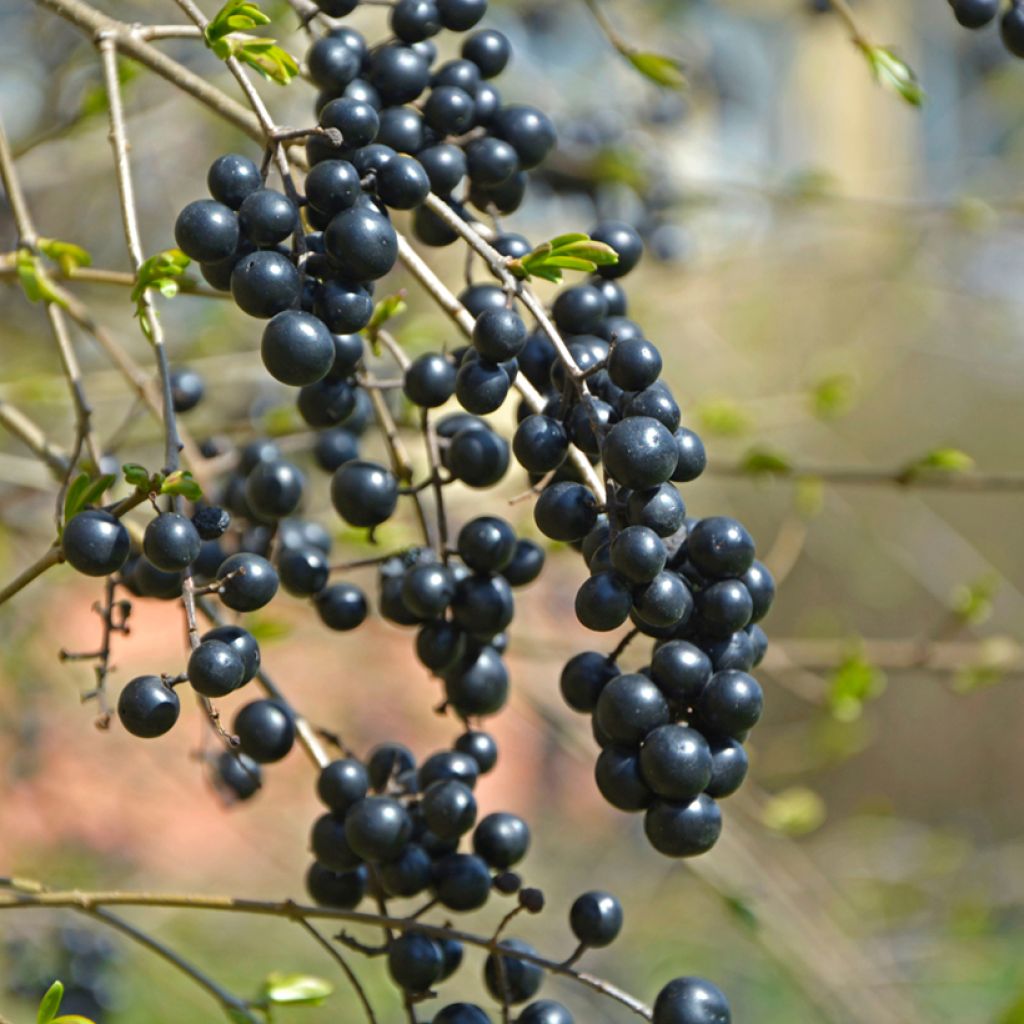 Common Privet seeds - Ligustrum vulgare