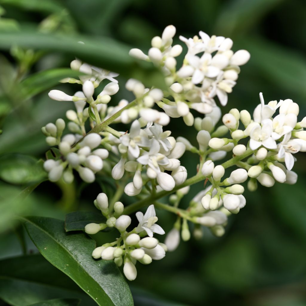 Common Privet seeds - Ligustrum vulgare