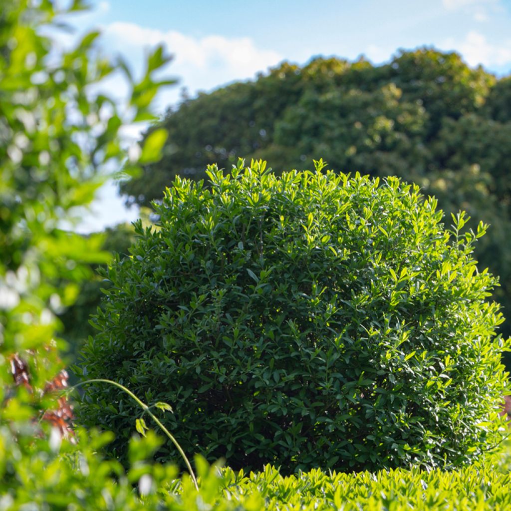Common Privet seeds - Ligustrum vulgare