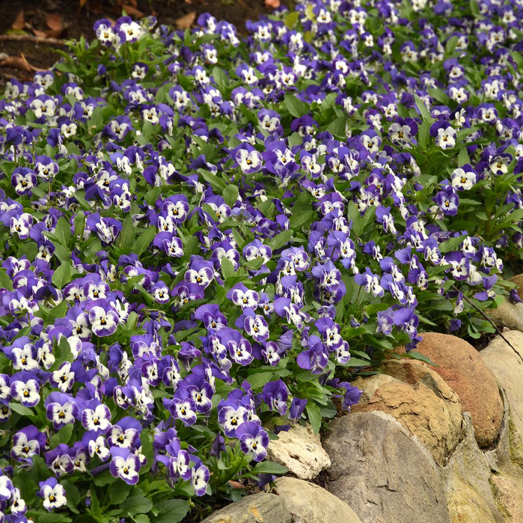 Viola Sorbet XP Delft blue seeds - Viola cornuta