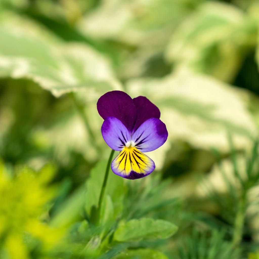 Viola tricolor Seeds - Hearts ease