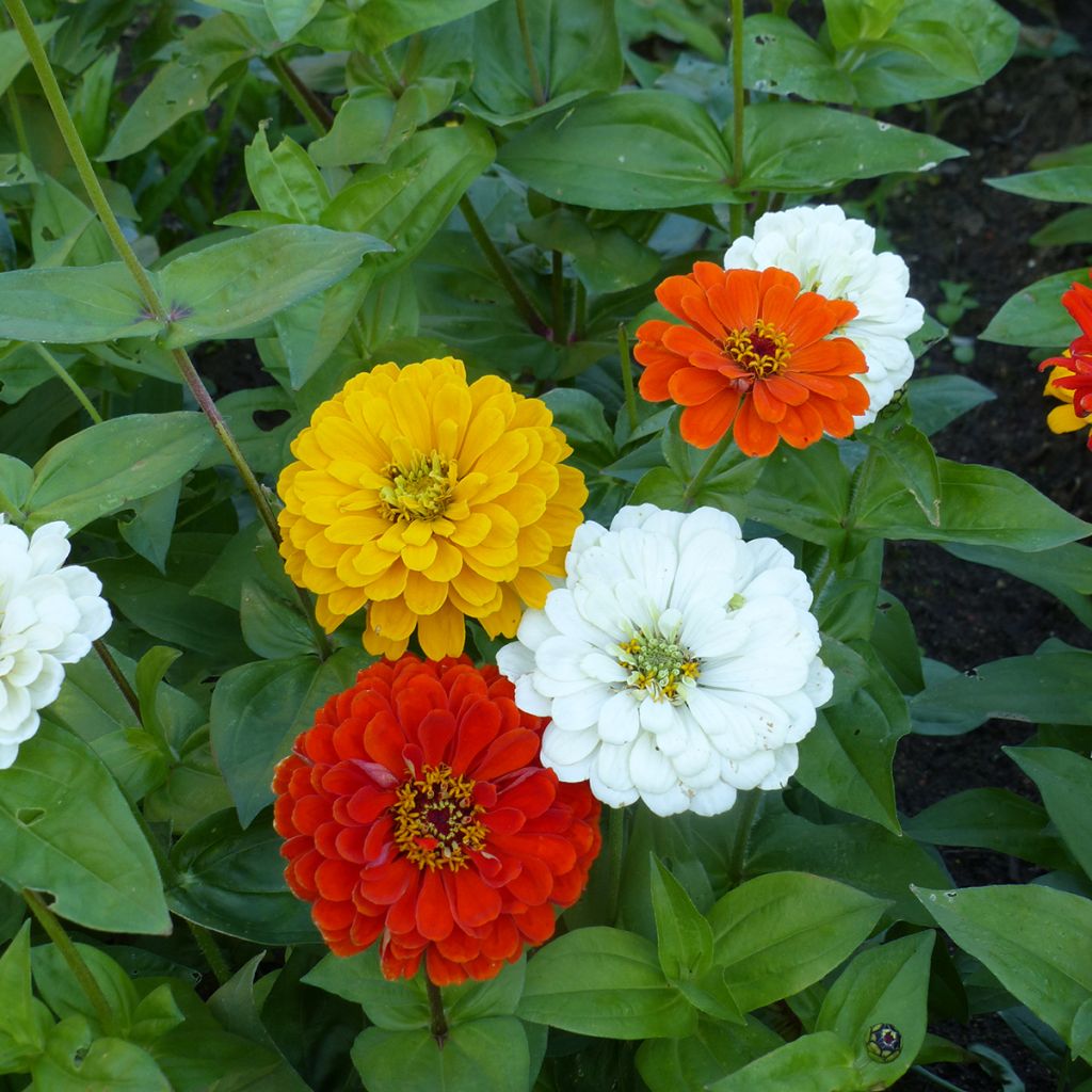 Zinnia elegans Citro Mix seeds