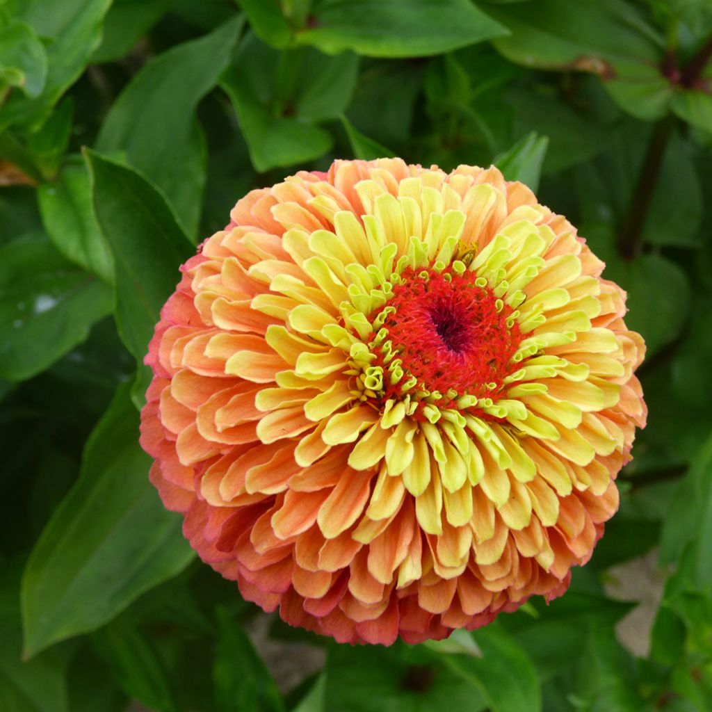 Zinnia x elegans Queen Lime Bicolors Mix - Zinnia à fleurs de dahlia Queen Lime Bicolors Mix, Zinnia élégant, Zinnia commun, Zinnia des jardins