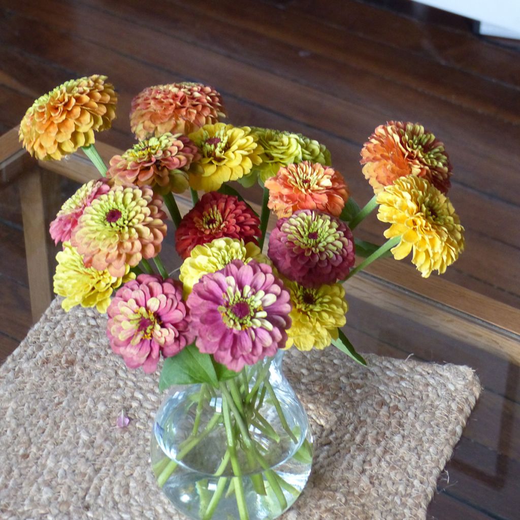 Zinnia x elegans Queen Lime Bicolors Mix - Zinnia à fleurs de dahlia Queen Lime Bicolors Mix, Zinnia élégant, Zinnia commun, Zinnia des jardins