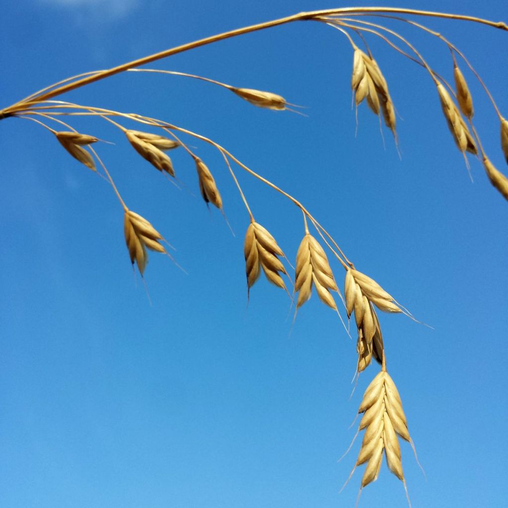 Bromus secalinus seeds - Rye brome