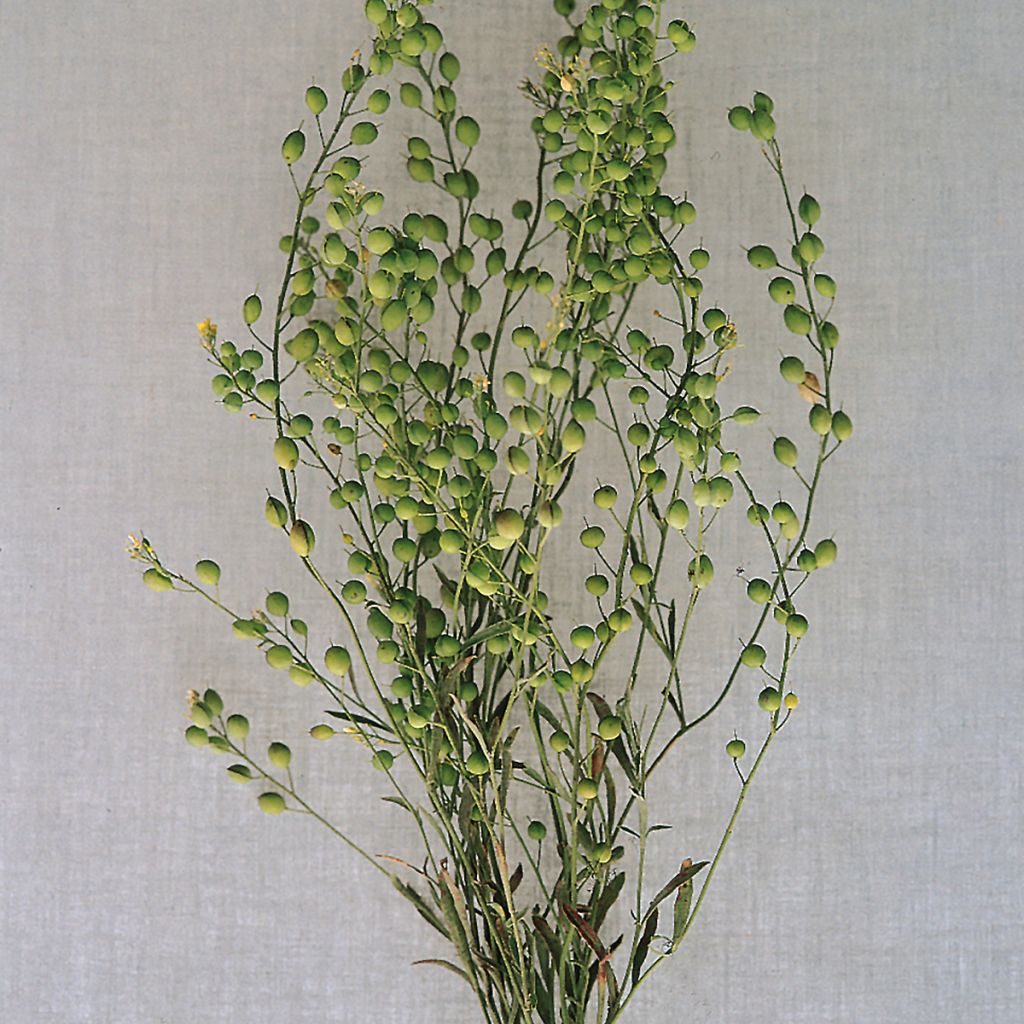 Lepidium sativum 'Attraxa' seeds - Garden cress, peppergrass