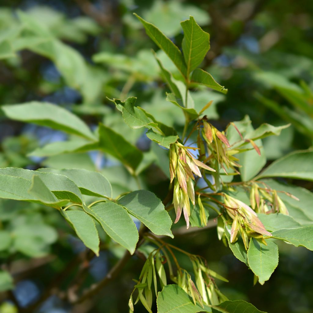 Manna ash seeds - Fraxinus ornus