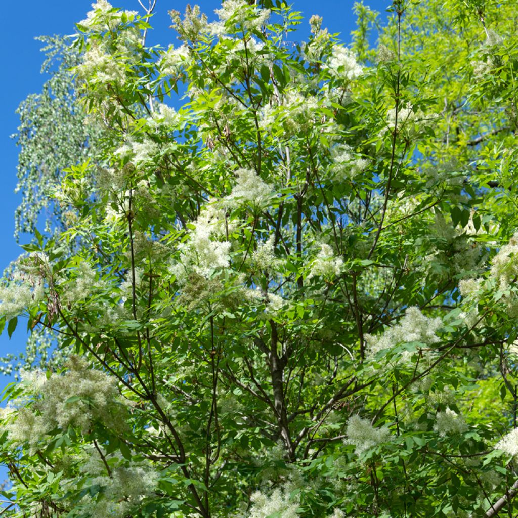 Manna ash seeds - Fraxinus ornus