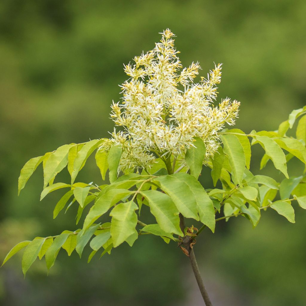 Manna ash seeds - Fraxinus ornus