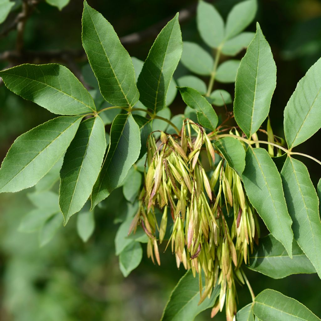 Manna ash seeds - Fraxinus ornus