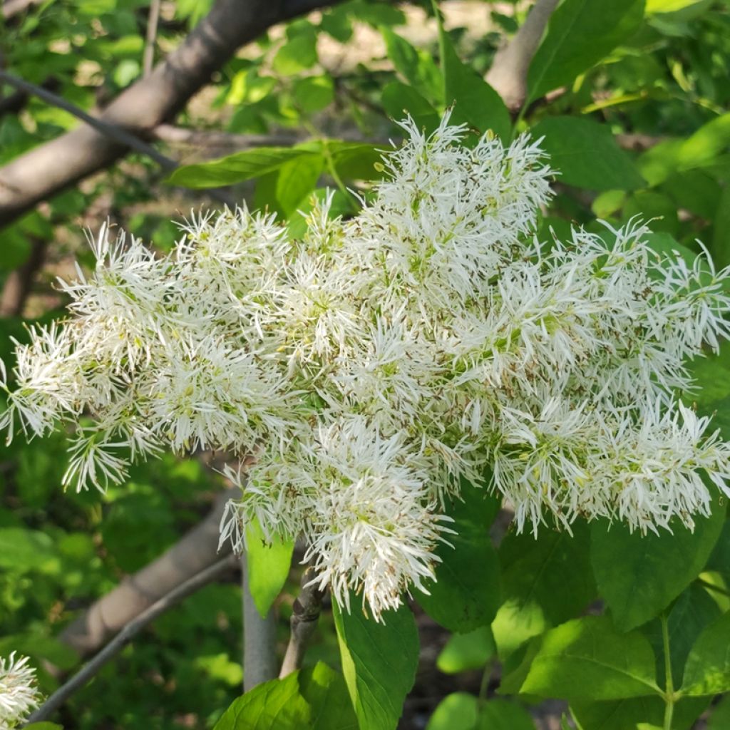 Manna ash seeds - Fraxinus ornus