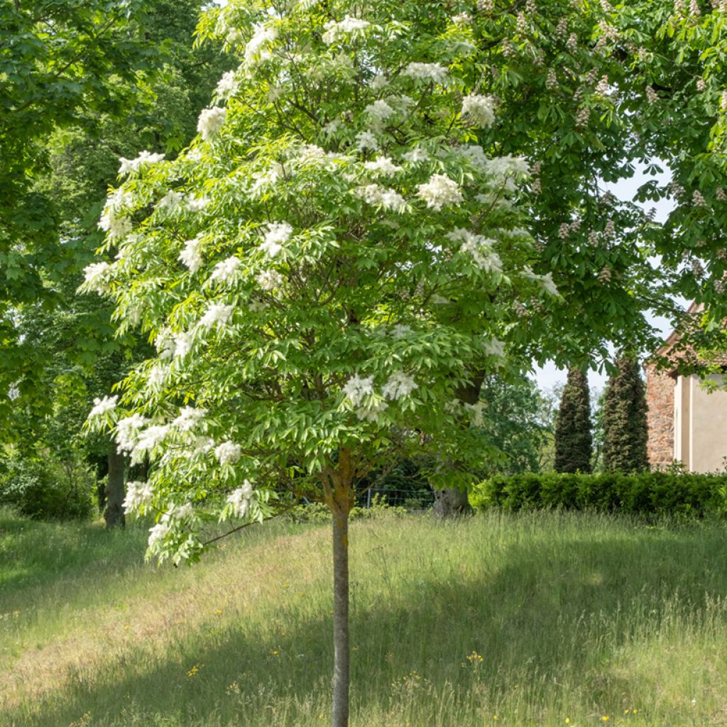 Manna ash seeds - Fraxinus ornus