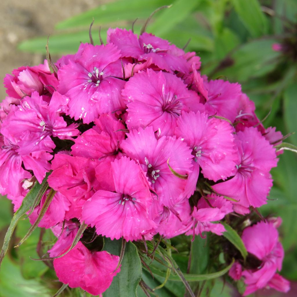 Sweet William Etournelle Rose seeds - Dianthus barbatus
