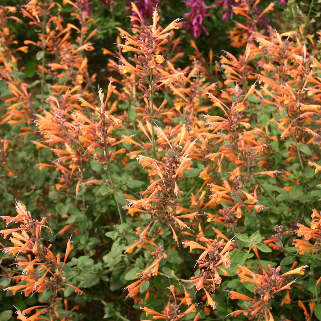 Agastache aurantiaca Apricot Sprite Seeds