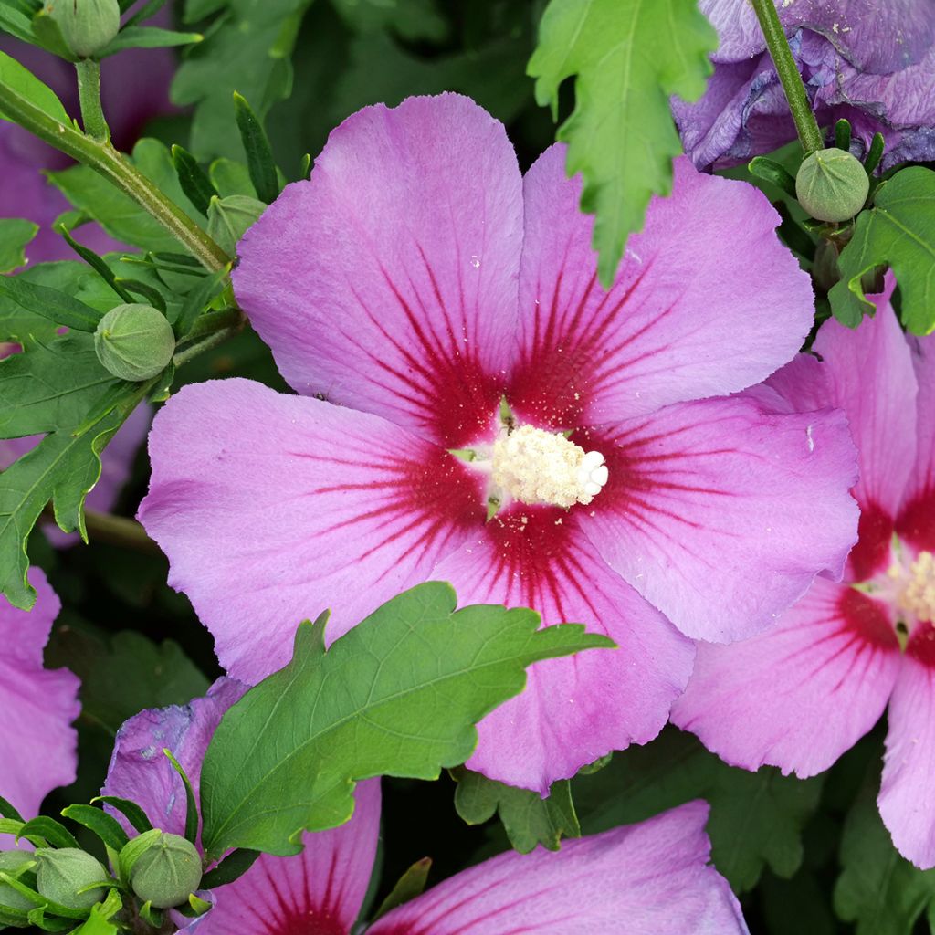 Hibiscus syriacus seeds - Rose of Sharon