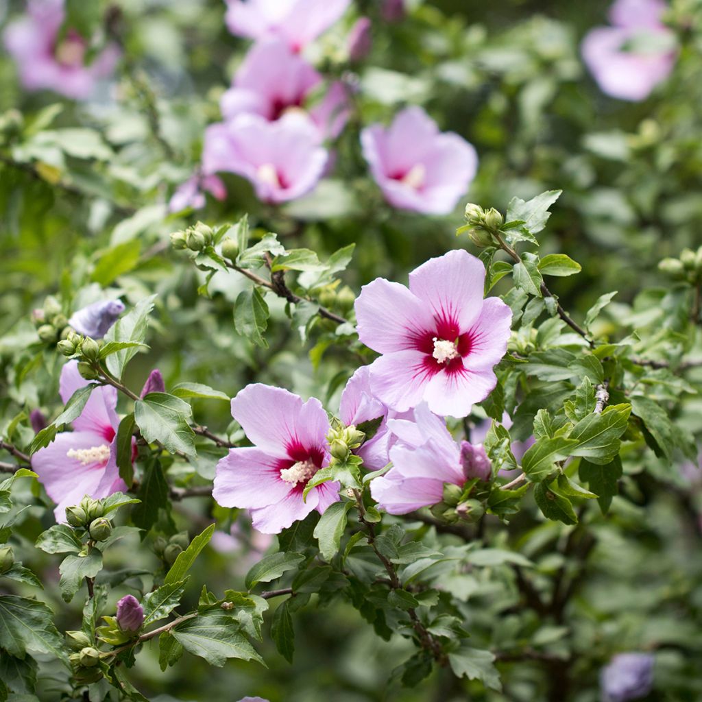 Hibiscus syriacus seeds - Rose of Sharon
