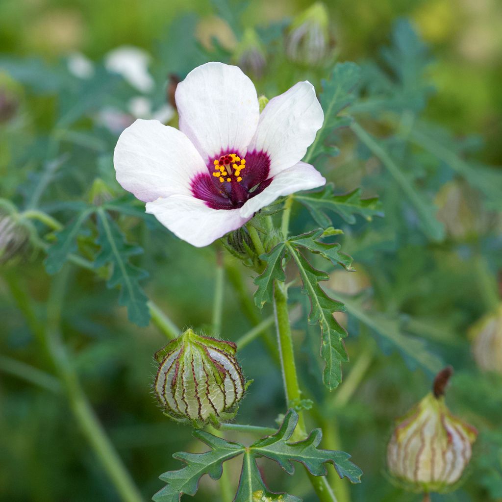 Hibiscus trionum seeds - Flower-of-an-hour