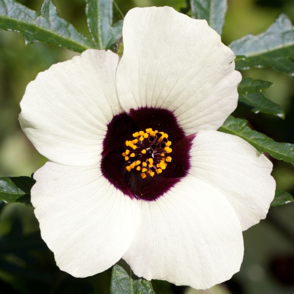 Hibiscus trionum seeds - Flower-of-an-hour