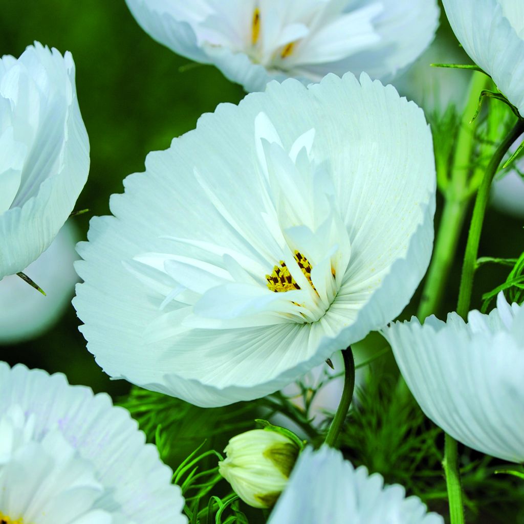 Cosmos Cupcakes White Seeds - Cosmos bipinnatus