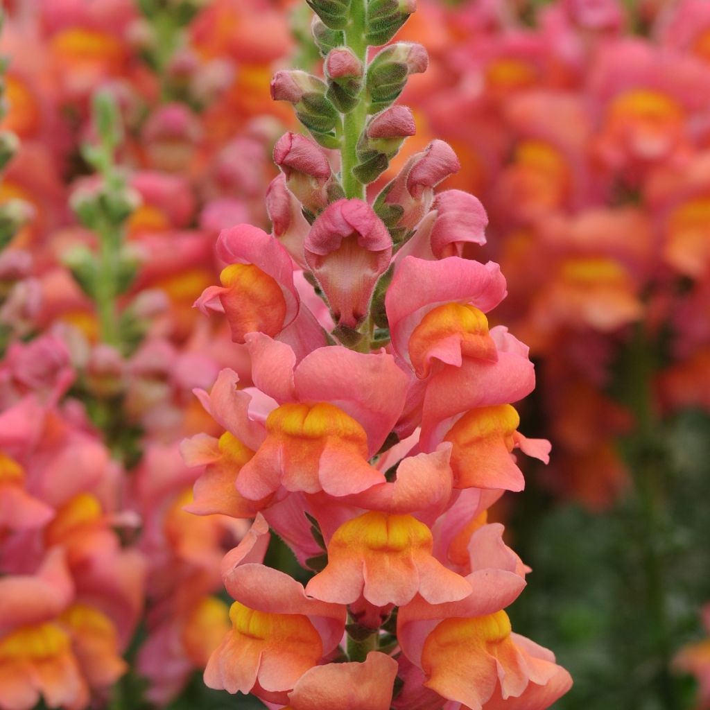 Snapdragon Potomac Orange seeds - Antirrhinum majus 