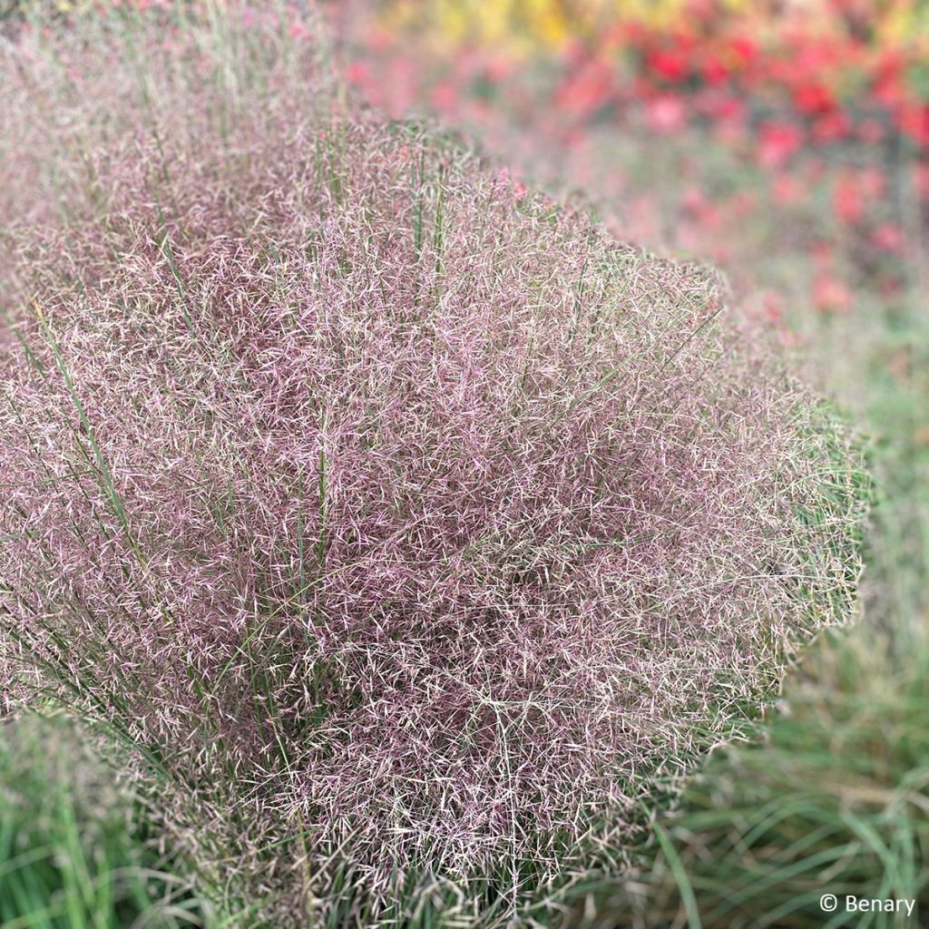 Muhlenbergia reverchonii Rosy - Pink muhly grass