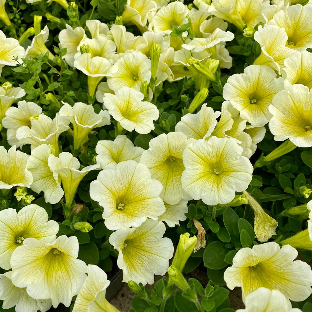 Petunia Limoncello F1 Seeds