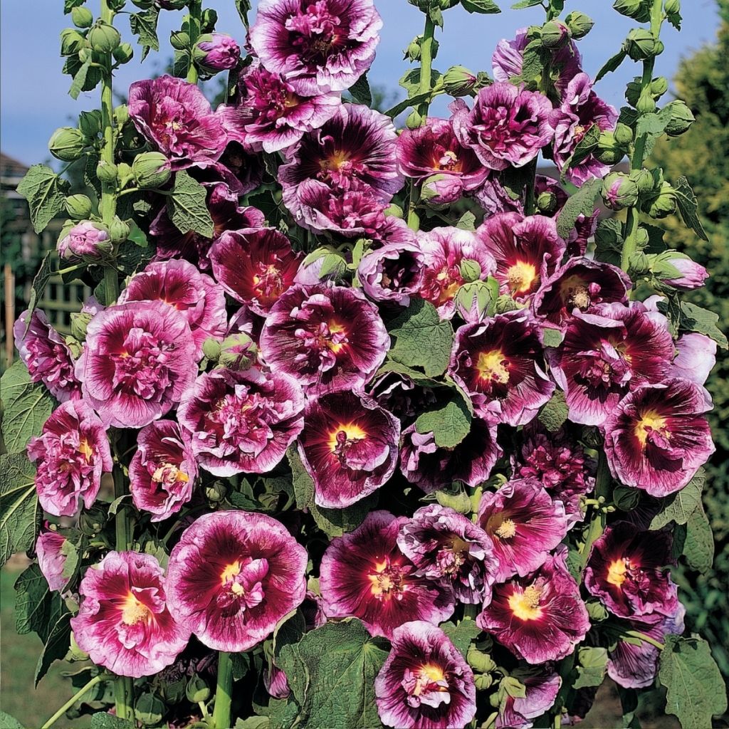 Alcea rosea Crème de cassis - Hollyhock