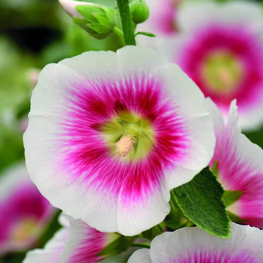 Alcea rosea Halo Blush seeds - Hollyhock