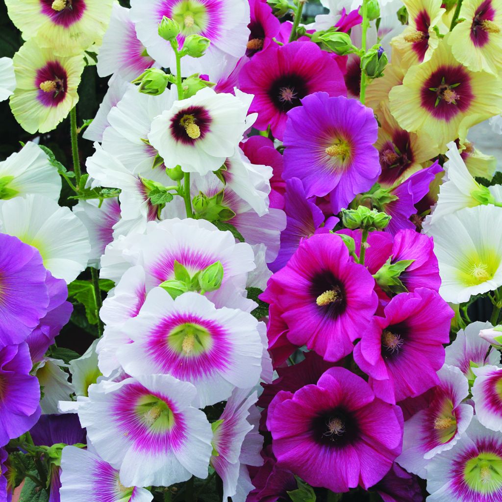 Alcea rosea Halo Mixed - Hollyhock