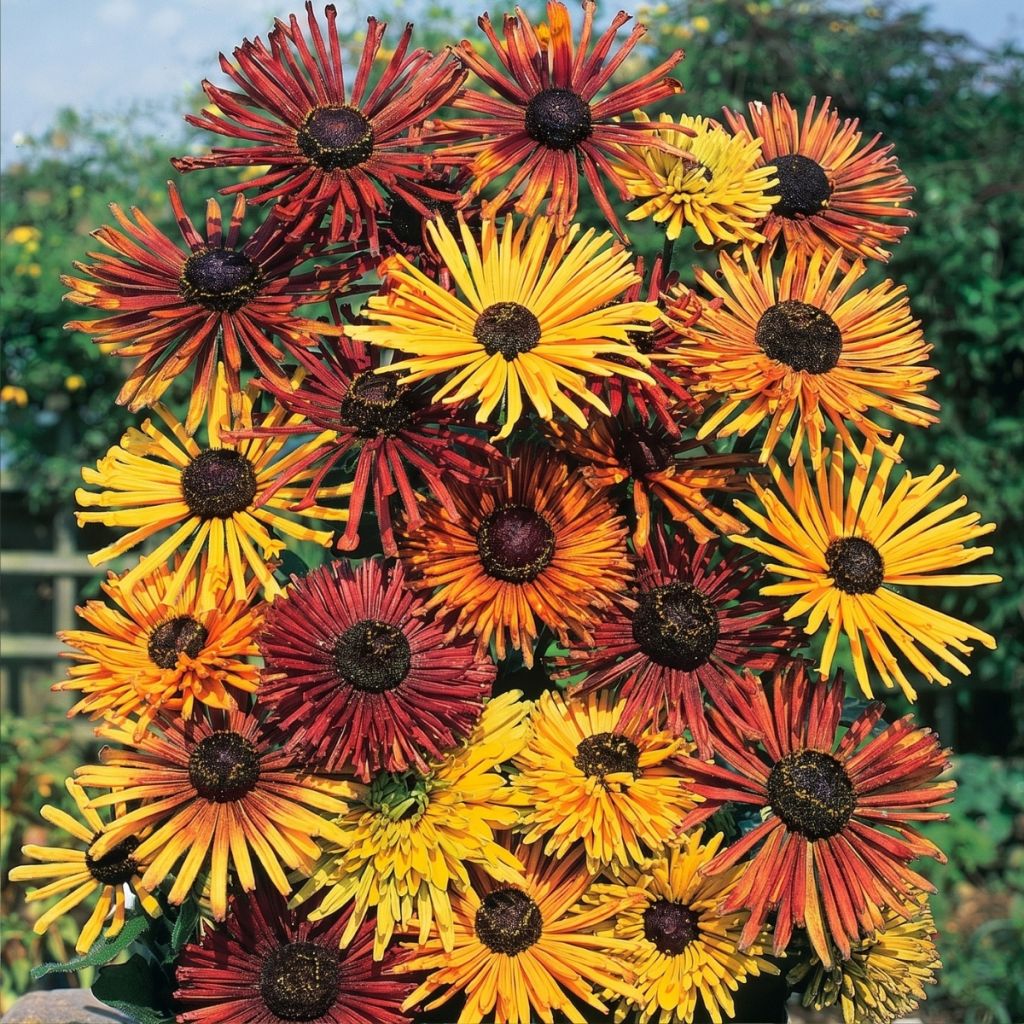 Rudbeckia hirta Chim Chiminee