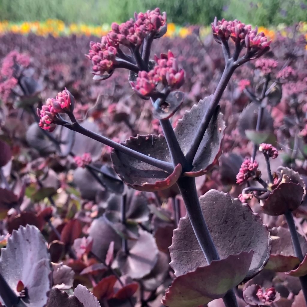 Sedum ussuriense Turkish Delight - Stonecrop