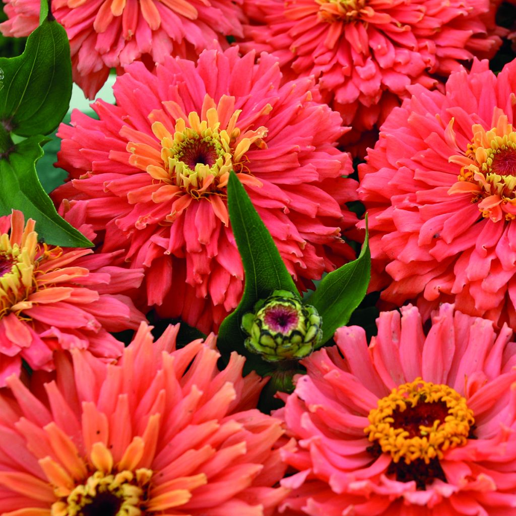Zinnia elegans Señora seeds