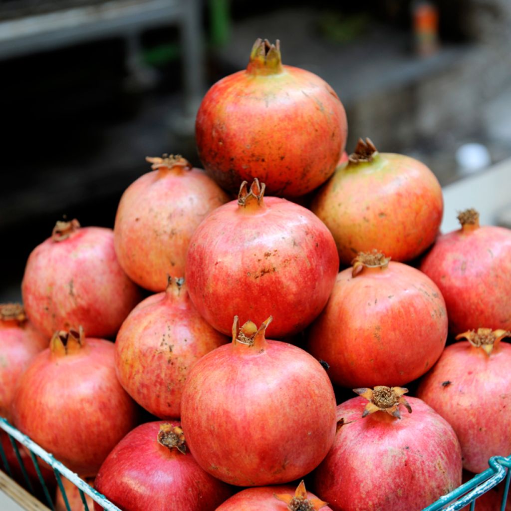 Punica granatum Acco - Pomegranate