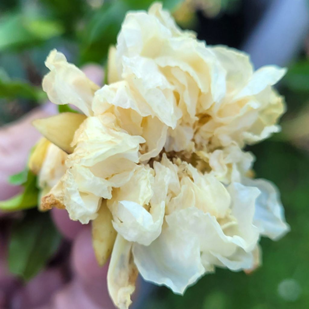 Punica granatum Alba Plena - Ornamental pomegranate
