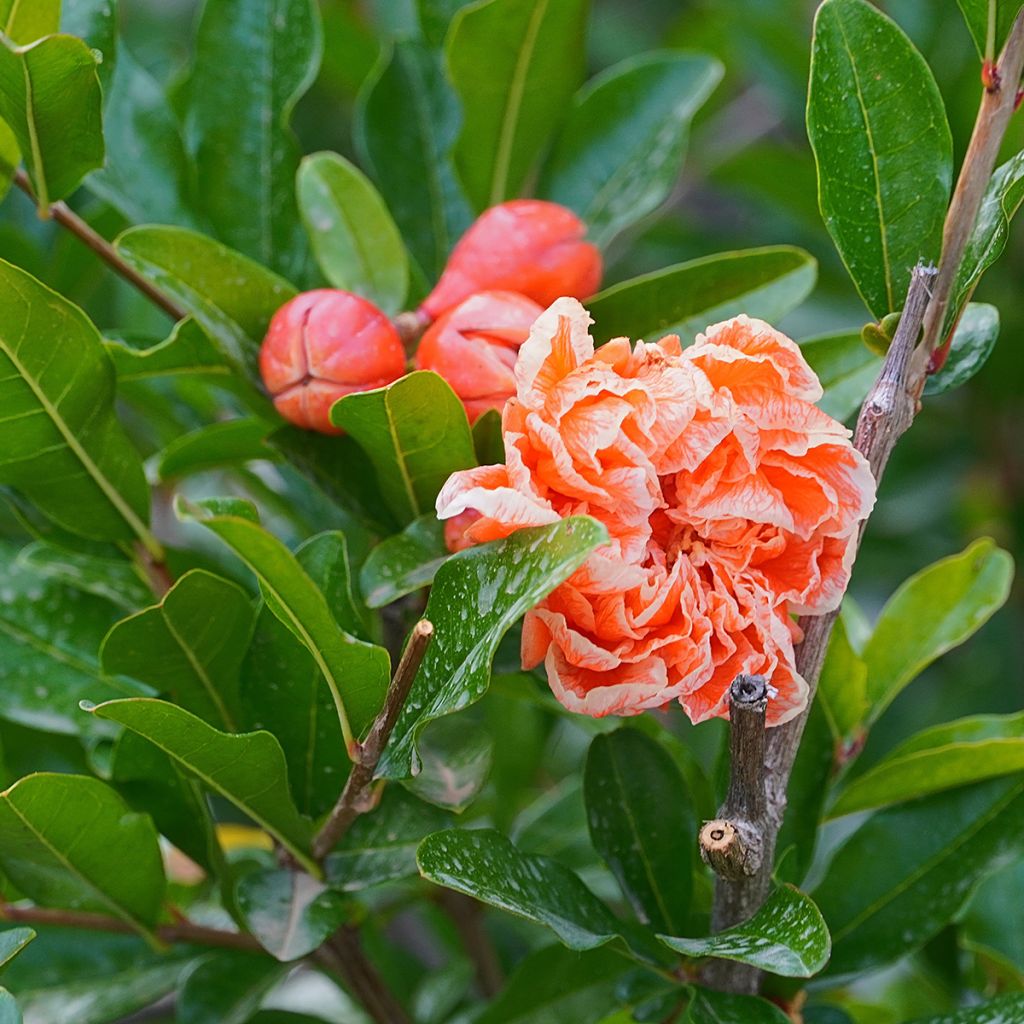 Punica granatum California Sunset - Pomegranate